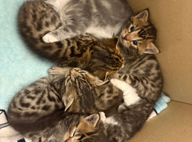 Gorgeous Mainecoon x bengal