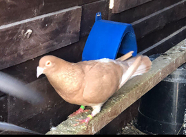 Rare colours racing pigeon