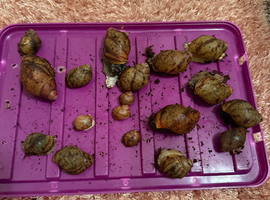 Ovum snails