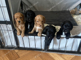 KC working cocker spaniel pups