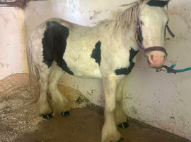 REDUCED, SUPER sweet family gypsy cob