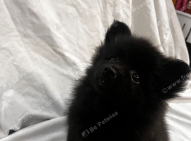 1 black girl left 9 weeks old almost