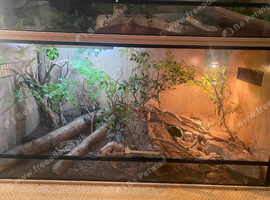 Male Ackie for sale with Viv