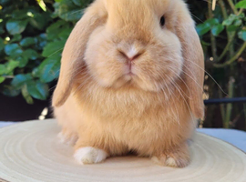 Mini lop bunnies & adults available