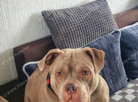 American Bully Pocket