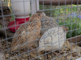 Young male quail