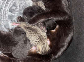 Ragdoll kittens