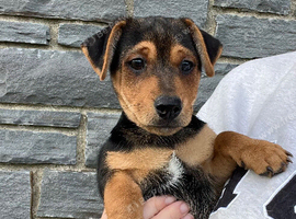 Beautiful smooth small black & tan Jack Russell puppies