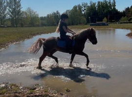 beautiful 5 year old dartmoor pony