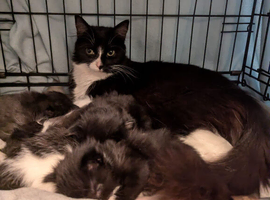 Kittens ~ Boys & Girls ~ Available from 19th June