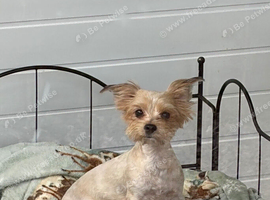 Beautiful Yorkshire Terrier Female