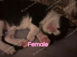 Kittens