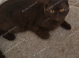Chocolate girl British shorthair