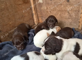 8 pups for sale