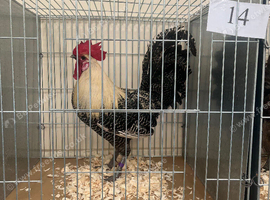 Silver campine hatching eggs