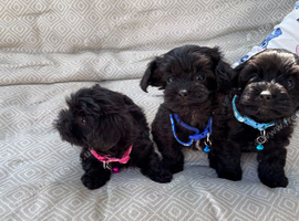Toy Asian yorkiepoo