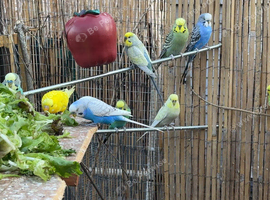 9 beautiful budgies for sale