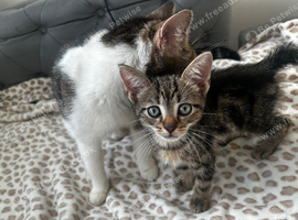 Kittens still available