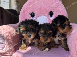 Toy Yorkshire terrier puppies