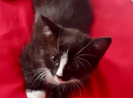 Beautiful Black & White Female Kitten Ready Now (Maidstone)