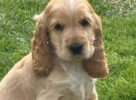 Last girl Show, cocker spaniels