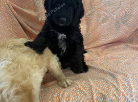 2 Adorable F1 Cockapoo&rsquo;s Left