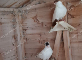 German crested helmet pigeons for sale