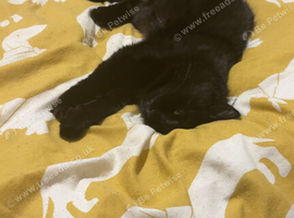 Shadow and Ziggy