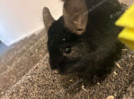 4 chinchillas needing new homes