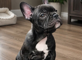 Beautiful French Bulldog Puppies