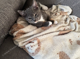 1 kitten looking for new home