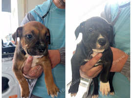Pups 6 weeks old