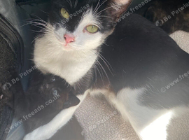 Beautiful male kitten looking for his loving home