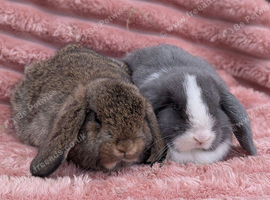 Mini lop