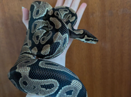 CB23 Wild Type 50% Het clown male