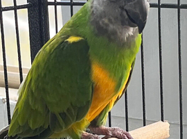 Hen Senegal parrot