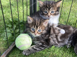 Beautiful fluffy kittens looking for homes