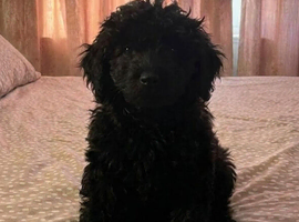 F2 COCKERPOO