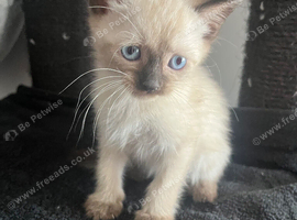 Siamese cross mainecoon kittens