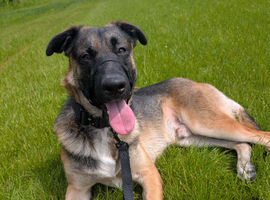15 months old German shepherd for adoption