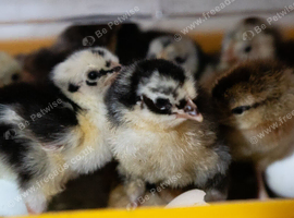 Chicks & Chickens Available &ndash; Various Ages