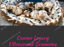 Mobile Pet Microchipping, Pregnancy Ultrasounds!!