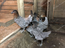 6 x Bluebell POL