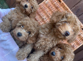 4 Beautiful Red Girls For Sale
