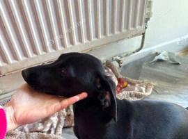 Daschaund x Dalmatian