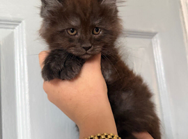 Giant mainecoons READY NOW