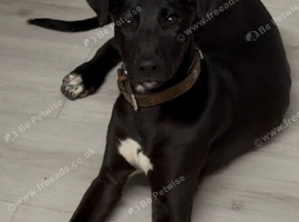 LURCHER PUPPY