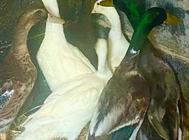 Ducks for sale