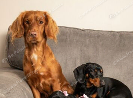 Beautiful 2 female docker puppies