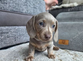 MiniatureDachshund - READY